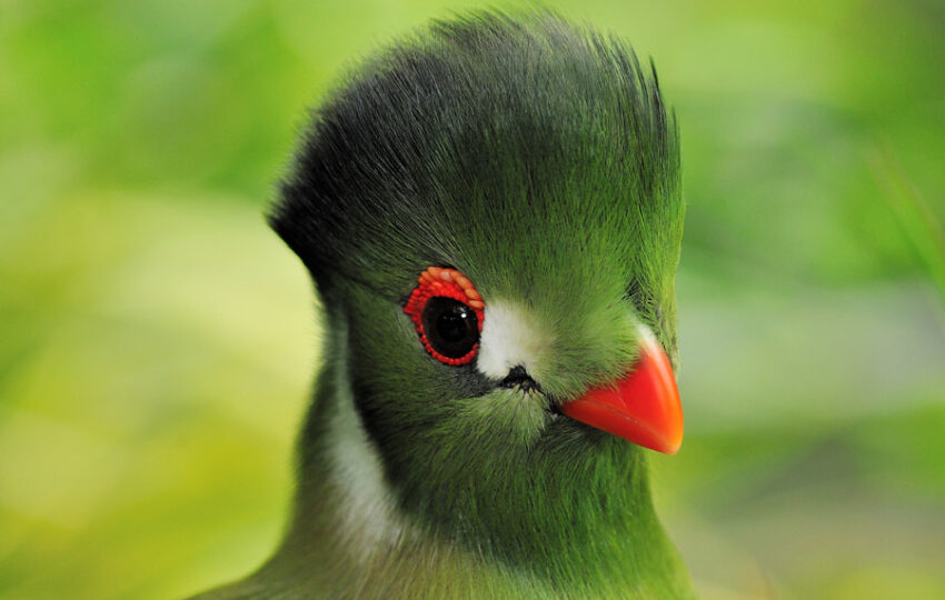bird 5