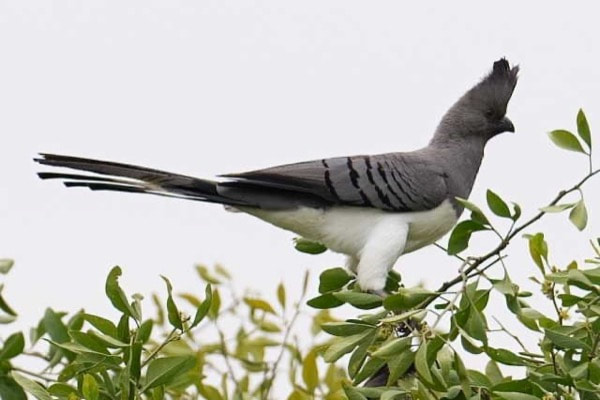 bird 3