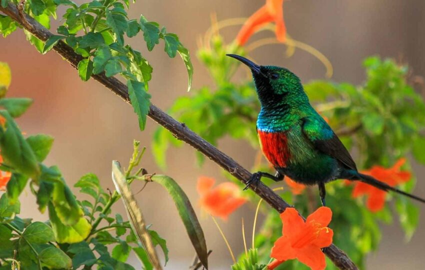 bird 2