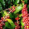 coffee tour