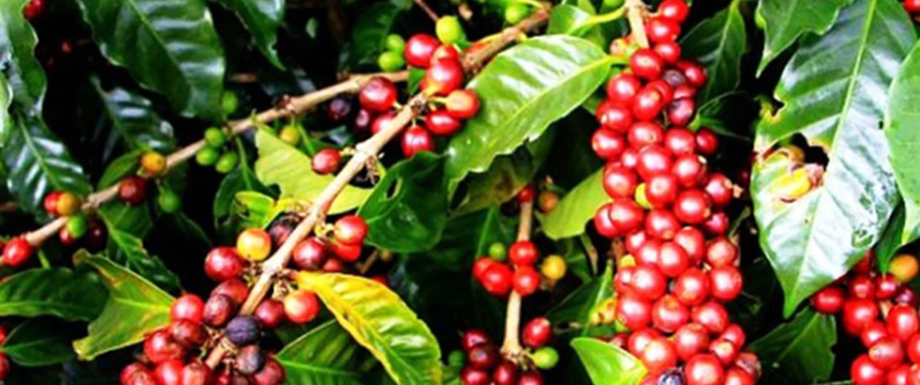 coffee tour