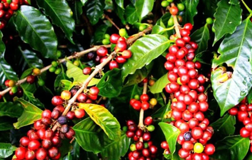 coffee tour