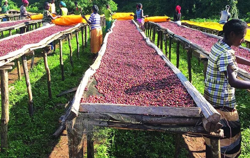 coffee tour