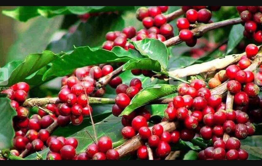 coffee 2